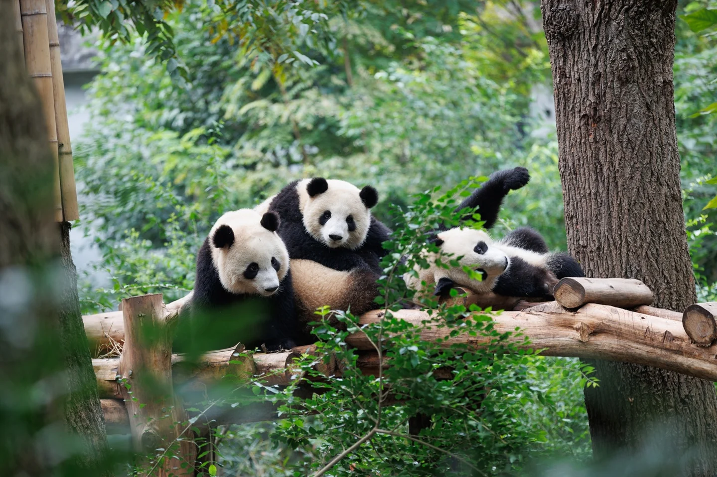 Sun PhuQuoc Airways opens two new routes to Chengdu, offering complimentary Hon Thom Cable Car tickets to passengers